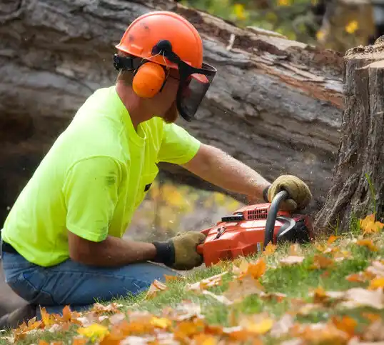 tree services Morgan City